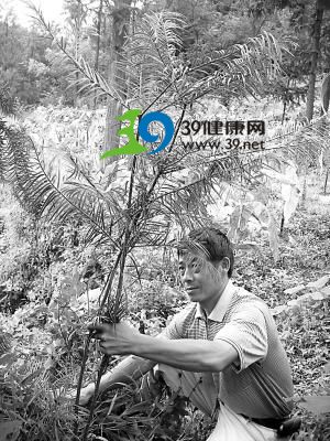 重庆盛传用神奇木材做棺木可尸体不腐(图)