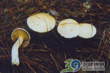 北京卫生监督所今天公示17种常见毒蘑菇(图)