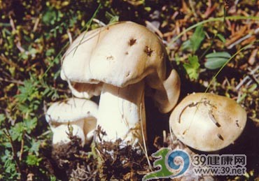 北京卫生监督所今天公示17种常见毒蘑菇(图)