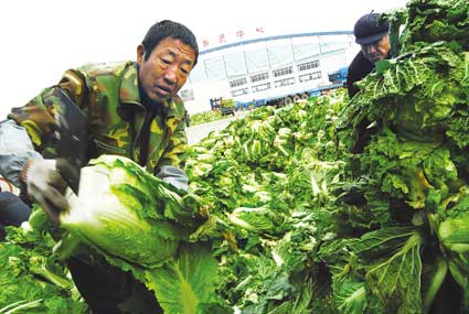 北京大白菜近日将降价 东北大白菜大量进京(图)