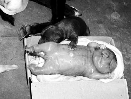 乌克兰母狗生下人形怪物 出生即死亡(图)