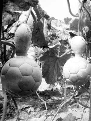 男子历时6年种出“足球”葫芦 为世界首创(图)