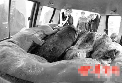 查获发黑的死猪肉千斤 欲投往蔬菜批发市场(图)