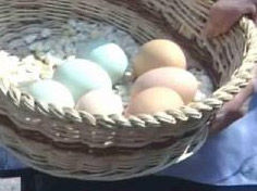 墨西哥一母鸡生出绿壳鸡蛋 成为当地奇谈(图)