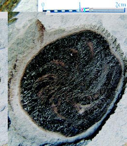 5.8亿年前“八臂仙母虫”化石现身贵州(图)