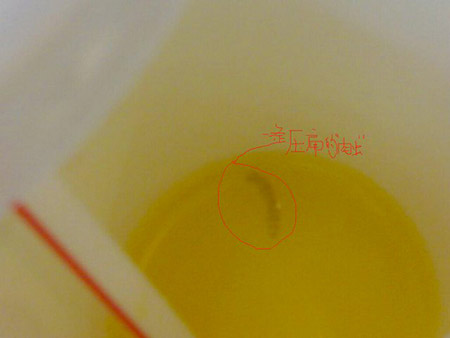 东莞麦当劳橙汁出现肉虫 同批次产品没问题(图)