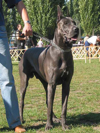 癌症可以用鼻子嗅出来!“嗅癌犬”将被克隆(图)