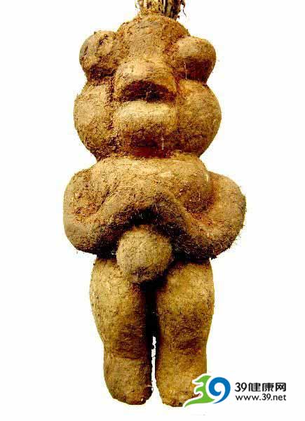 湖南邵阳发现酷似男性的人体何首乌(图)