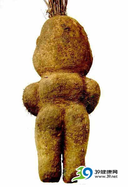 湖南邵阳发现酷似男性的人体何首乌(图)