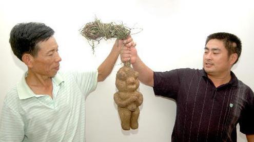 湖南邵阳发现酷似男性的人体何首乌(图)