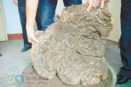 沙土中挖出35斤肉球 专家称其有生命特征