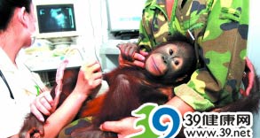 长期饮用三鹿奶粉 杭州动物园猩猩得结石？