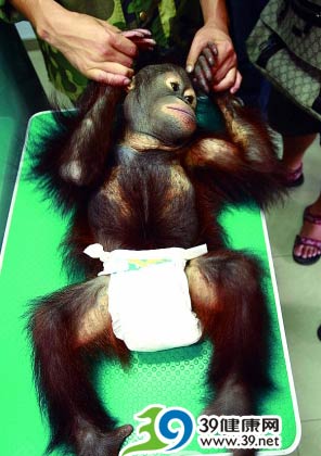 长期饮用三鹿奶粉 杭州动物园猩猩得结石？