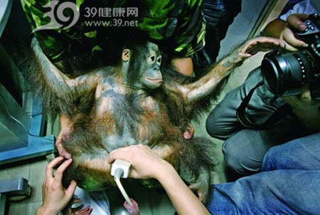 长期饮用三鹿奶粉 杭州动物园猩猩得结石？