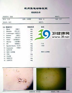 长期饮用三鹿奶粉 杭州动物园猩猩得结石？