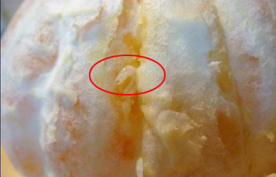 手机短信传四川柑橘生蛆 植保部门释疑(组图)