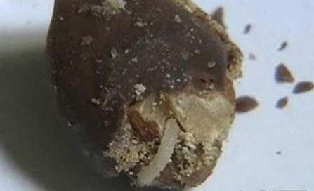 德芙巧克力吃出3条虫 网友称“拒绝德芙”