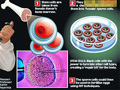 英科学家成功造出人造精子