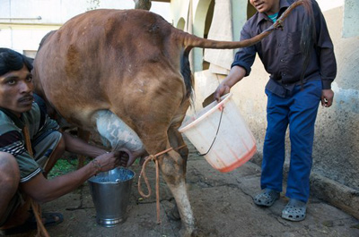 印度文化团体利用牛尿制造饮料(组图)