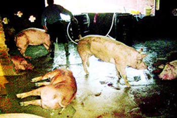 图财致病:“注水肉”潜规则盛行24年难以根治