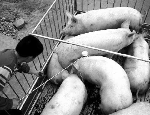 两头瘦肉精生猪仍来历不明