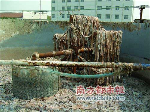 追查皮革水解物：臭皮鞋被我们吃进肚里(图)