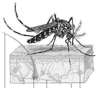 蚊子咬你，你为啥感觉痒？