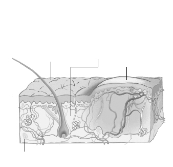 蚊子咬你，你为啥感觉痒？