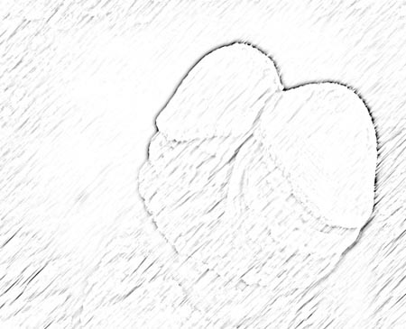 双龟头 “头”多也烦恼