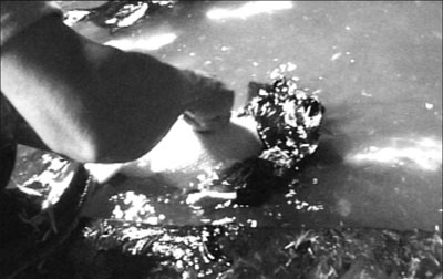 黑作坊毒油煺鸭毛 各部门相邻浑不知