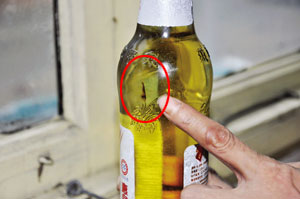 燕京惠泉啤酒未开启瓶里长“蝌蚪”