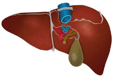 肝脏中清除炎症细胞的“功臣”现身