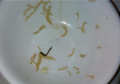 市民在餐厅吃早餐嚼出蟑螂腿 经理迅速倒掉脏物