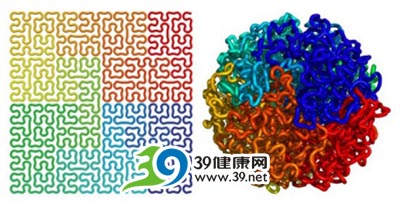 科学家绘制出最清晰立体人类基因组结构图