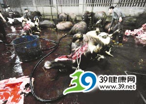 私人屠宰场给待宰牛强注排污沟污水(组图)