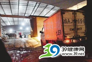 私人屠宰场给待宰牛强注排污沟污水(组图)