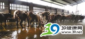 私人屠宰场给待宰牛强注排污沟污水(组图)