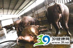 私人屠宰场给待宰牛强注排污沟污水(组图)