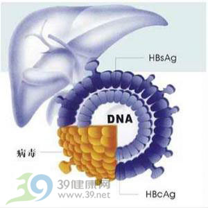我国科研人员发现促进肝癌生长和转移的相关基因