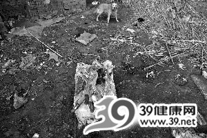 北京通州黑窝点贩卖病死猪肉日售千斤(图)