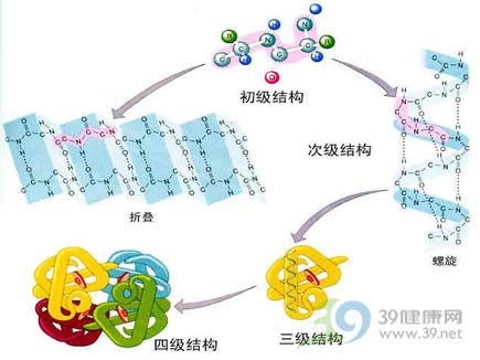 控制细胞自杀蛋白质被发现 对癌症诊疗影响大