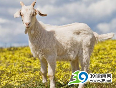 荷兰爆发“羊流感” 2300人被感染已死亡6人(图)