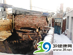 屠宰间当卫生间用 杀驴黑点被端(组图)