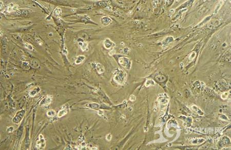 《时代周刊》评年度十大医学突破：甲流疫苗上榜