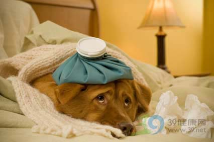 纽约发现狗感染甲型流感病例