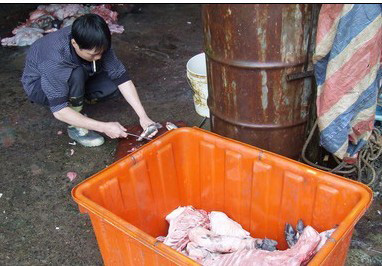 专收病死猪 密林杀市场卖