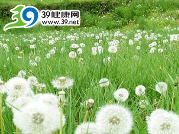 蒲公英茶有助预防缺铁性贫血