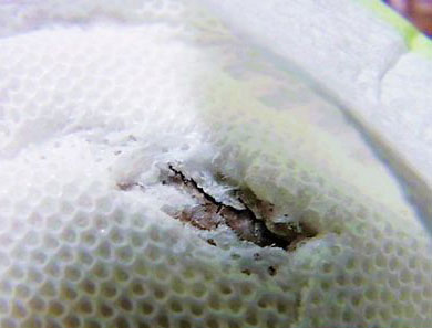 黑新闻：卫生巾含腐烂内棉 客服称难保安全(图)