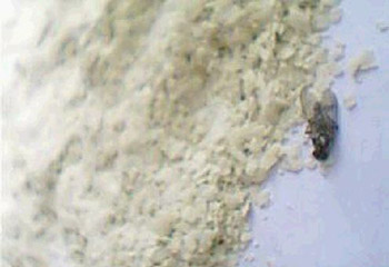 黑新闻：亨氏米粉居然吃出了死苍蝇！