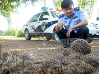 黑新闻：餐馆叫卖野生刺猬 称可治胃癌